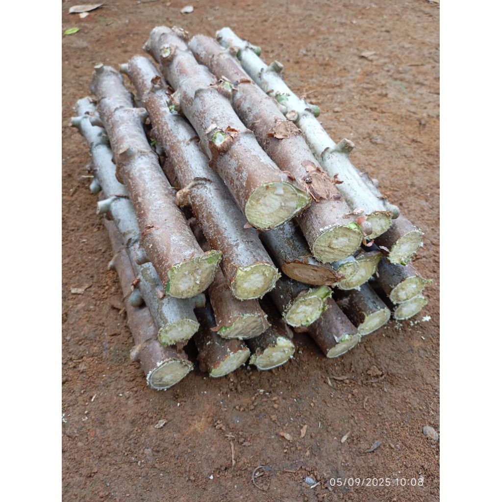 Bibit Pohon Singkong Ketan,10 Batang.