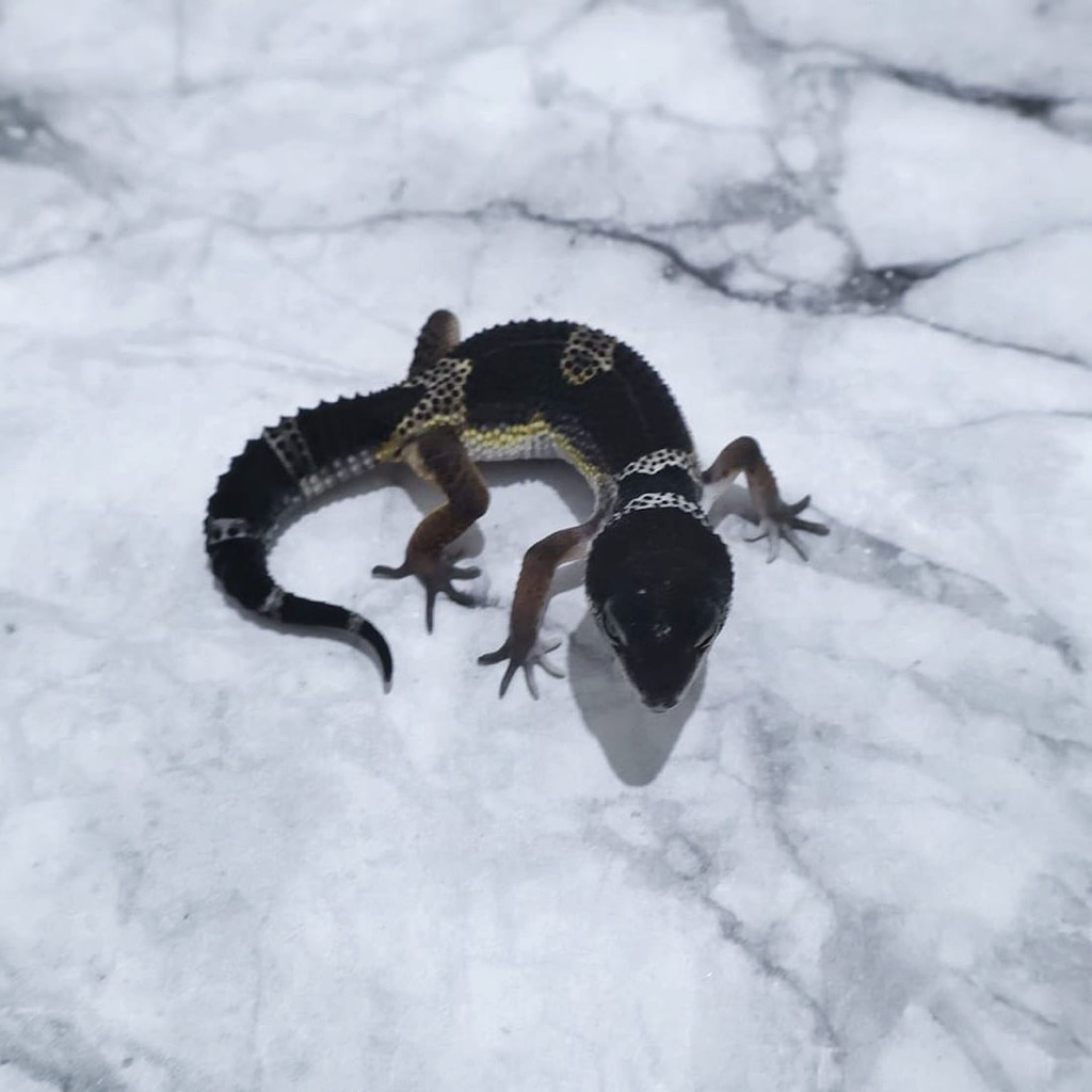 Gecko Black Night Keren