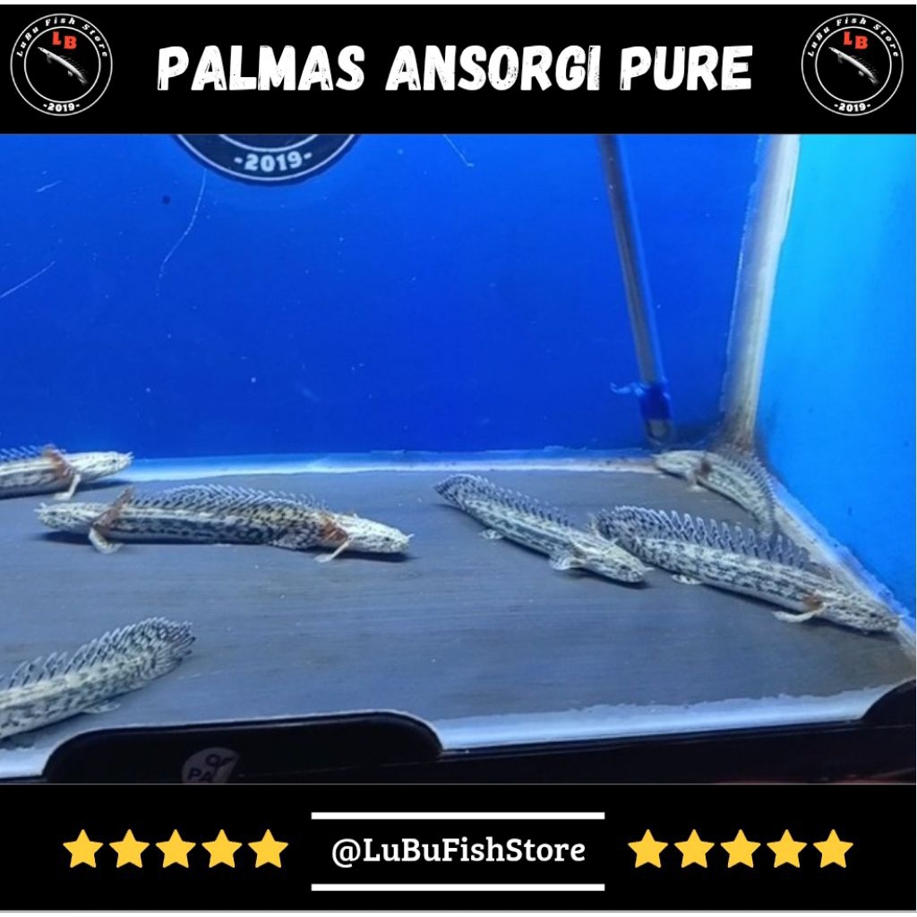 Aksesoris Aquarium Palmas Ansorgi Pure