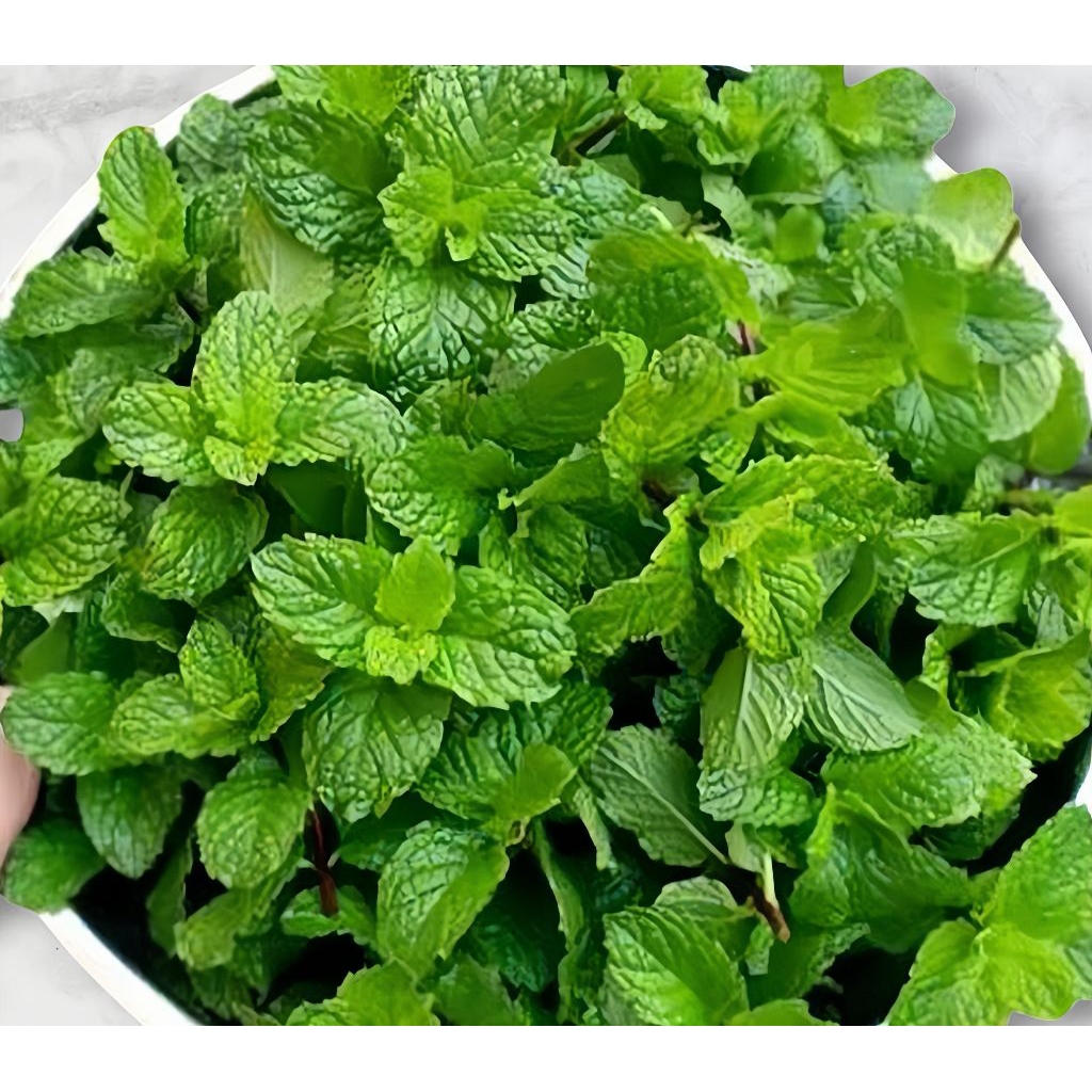 

Daun Mint Segar Isi 250 Gram Fresh
