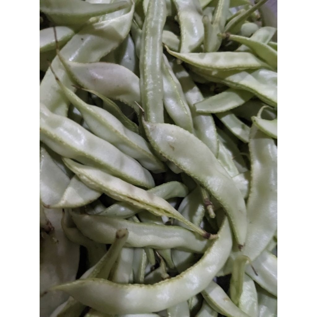

Sayur Koro Segar 250gr