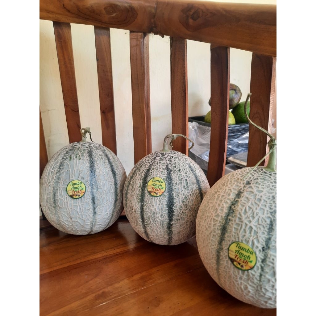 

MELON RANGIPO / ZEBRA