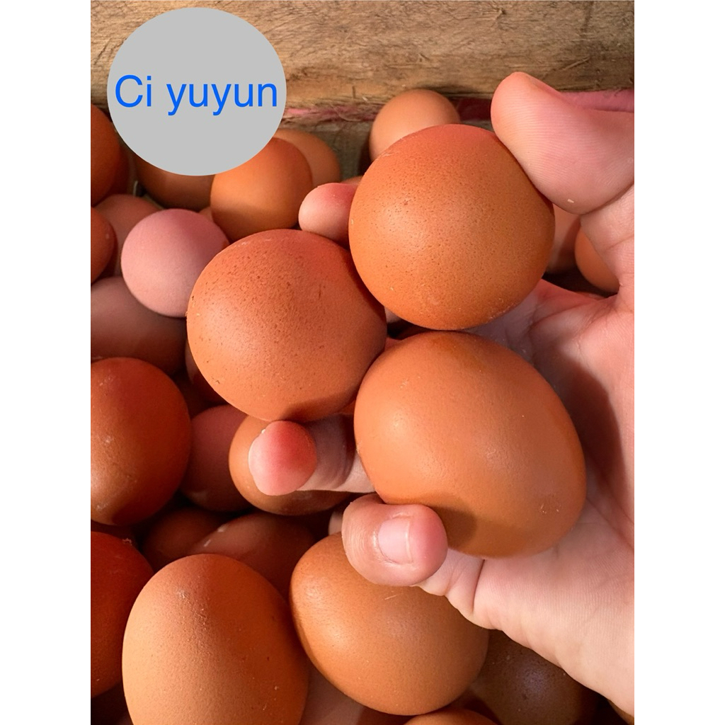 Telur ayam/Telur Palembang/Telok ayam/Ndok ayam/Telur Merah/Telok abang