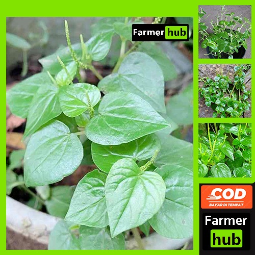 

Promo Daun Sirih cina / suruhan / ketumpang air segar 1 kg Herbal Alami farmer hub