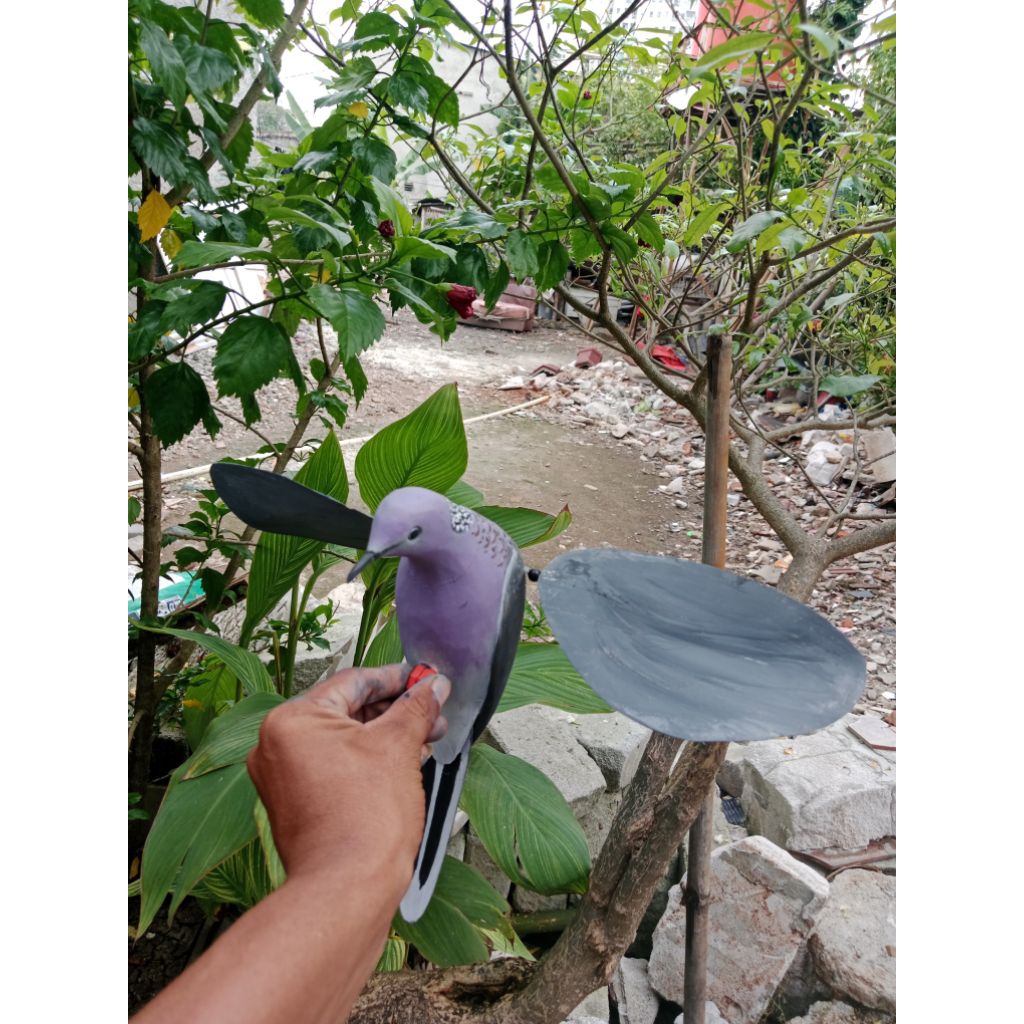 jontrot burung tekukur sayap berputar