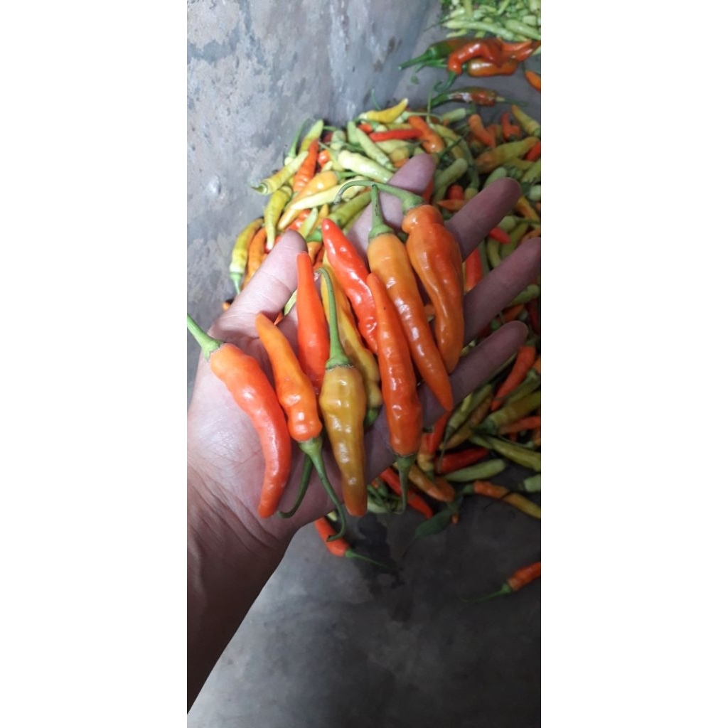 

CABE RAWIT MERAH SUPER PEDAS FRESS 2KG-YOYAHARVEST