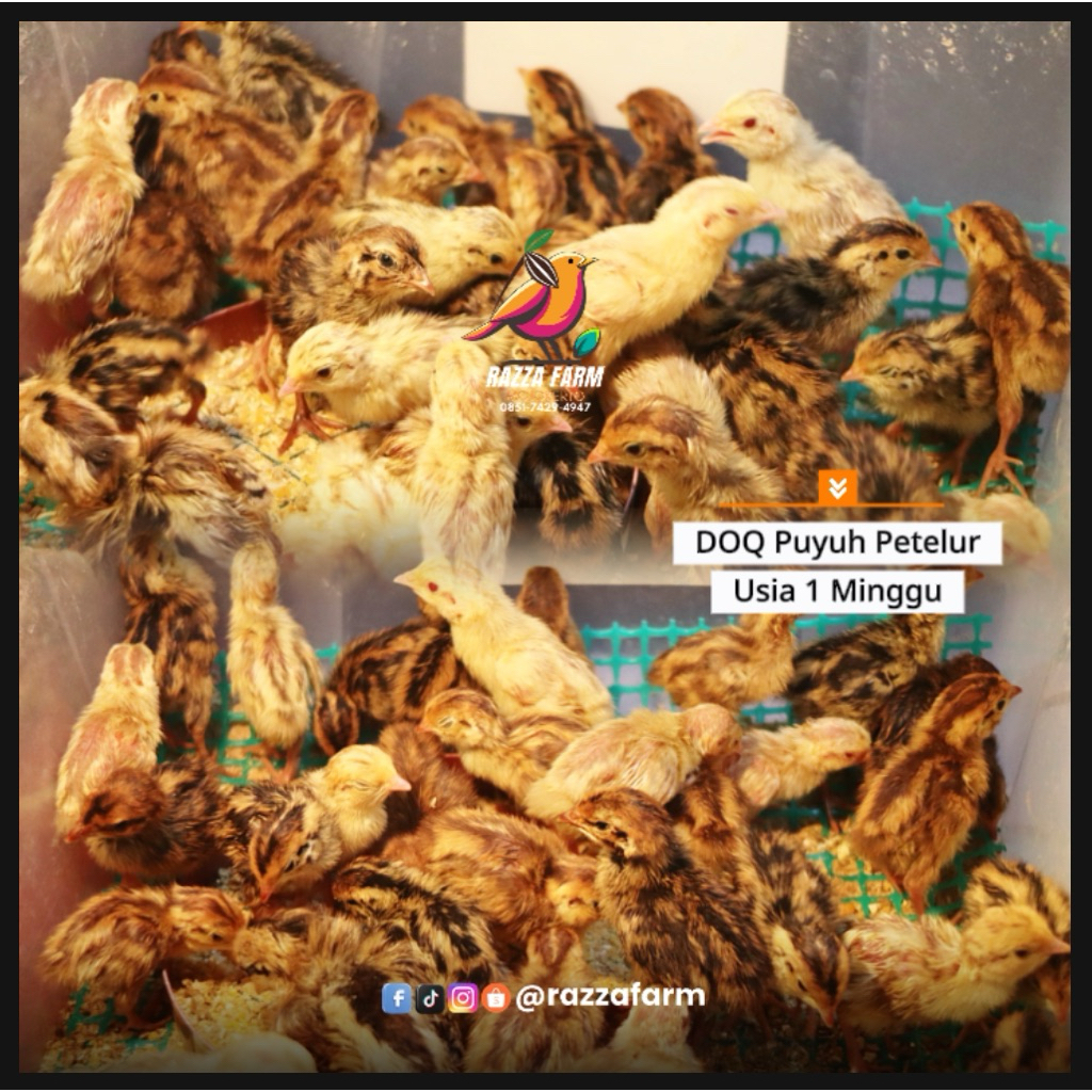 DOQ Puyuh Petelur