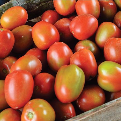 

Tomat segar siap menambah kelezatan dalam setiap masakan