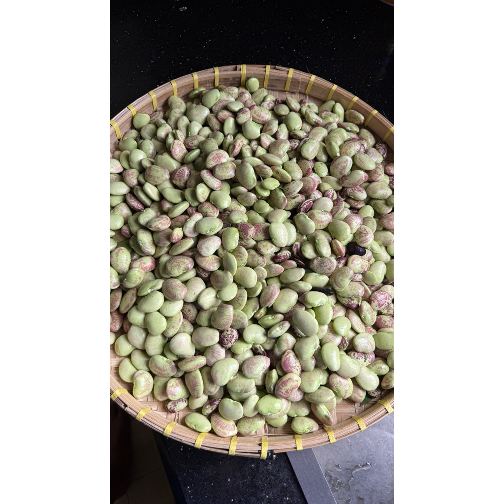 

Kacang Koro Besar