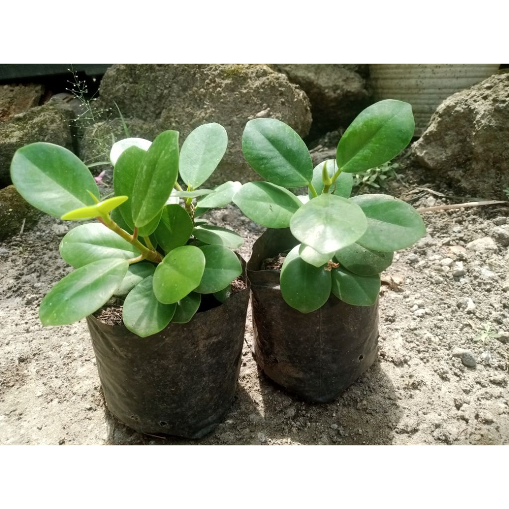 Bibit pohon Dolar mikro(bahan bonsai)