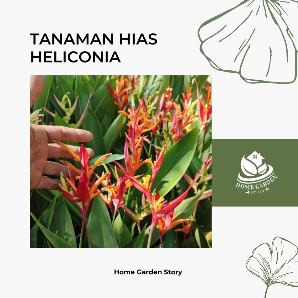 TANAMAN PISANG HELICONIA - TANAMAN HELICONIA TINGGI 50CM+