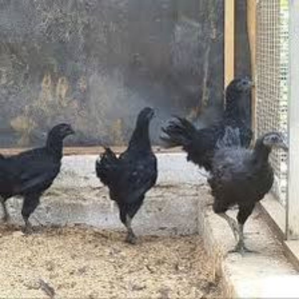 ayam cemani umur 3 bulan pilihan