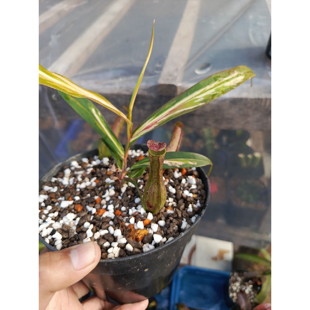 Nepenthes Gracilis varigata/ Kantong semar / Tanaman carnivora / Tanaman pemakan serangga / Tanaman 