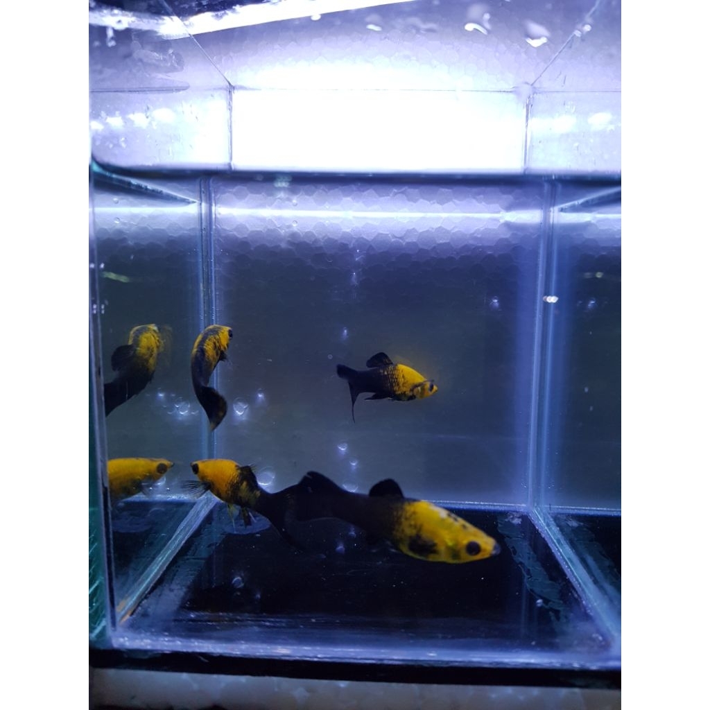 Molly pedang / Molly golden black / Molly Platinum