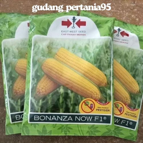 

COD PROMO! Benih jagung manis BONANZA NOW F1 ORIGINAL isi 1800 Biji