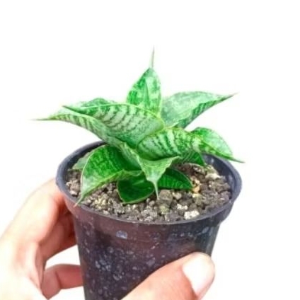 Sansivera hybrid Sindoro