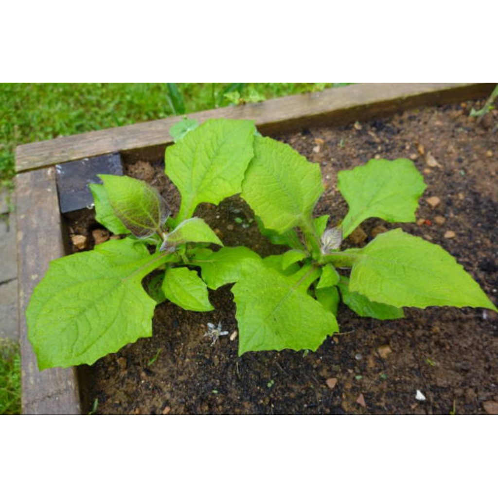 Kyoolaa Bibit Ubi Yakon Sudah Bertunas - Siap Tanam Asli Wonosobo