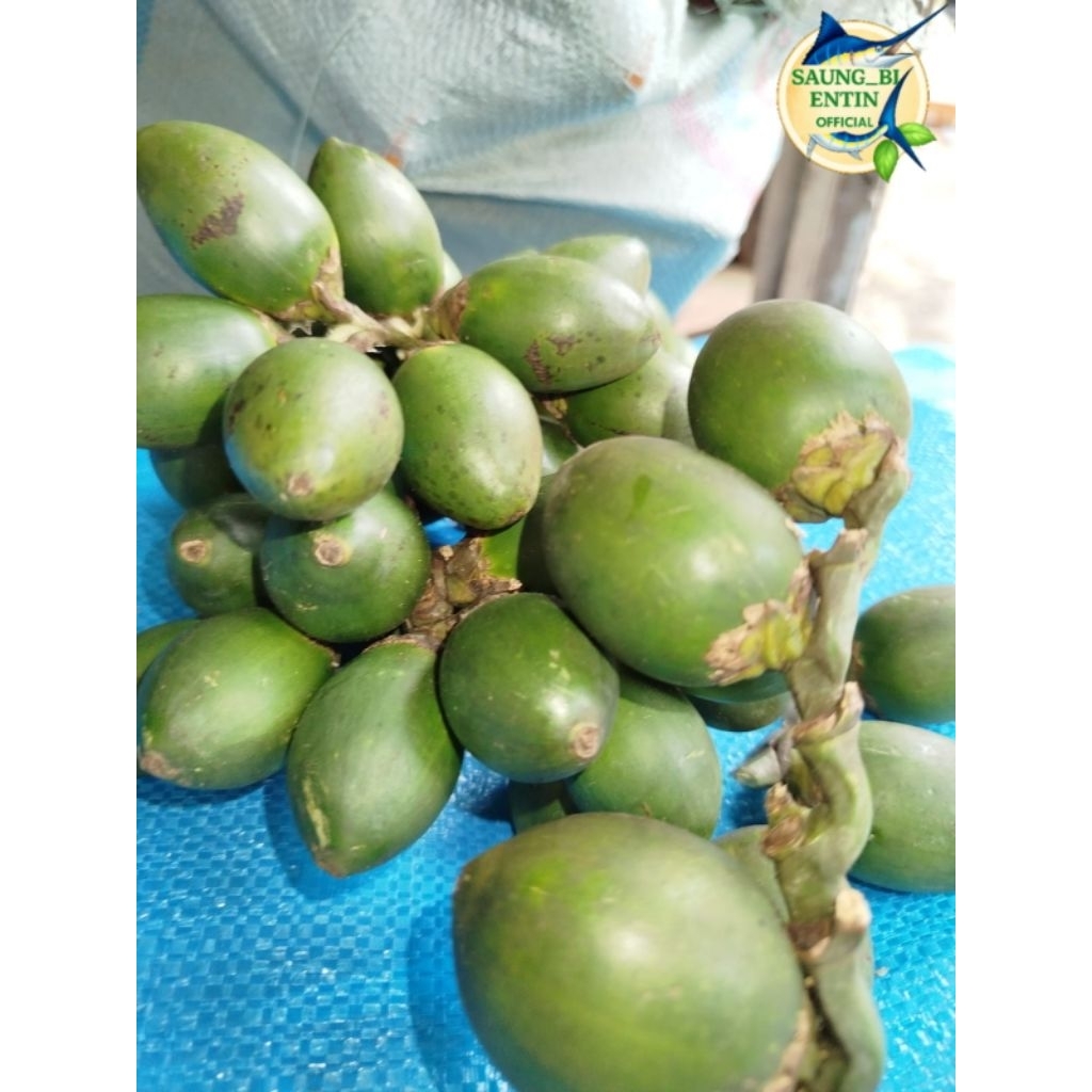 

Buah Pinang Muda Segar 500 Gram | Pinang Muda Organik Herbal Alami Obat Vitalitas Pria
