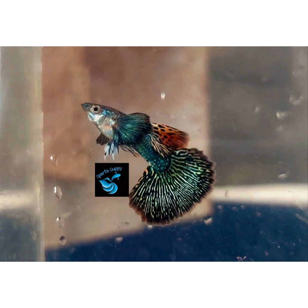 hiasan aquarium guppy dark yellow dragon big ear