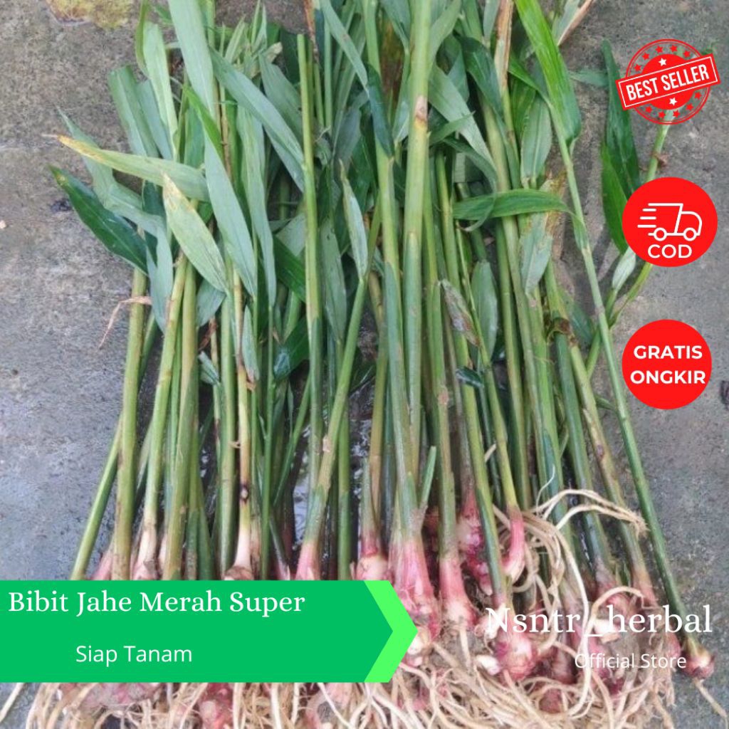 Promo Bibit Jahe Merah Super Siap Tanam