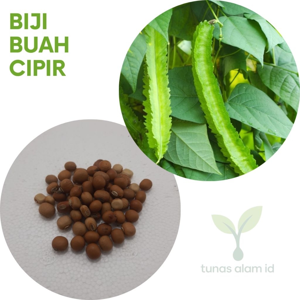 BenihKecipir BenihSayuranKecipir BijiSayuranKecipirPremiun dapat 5