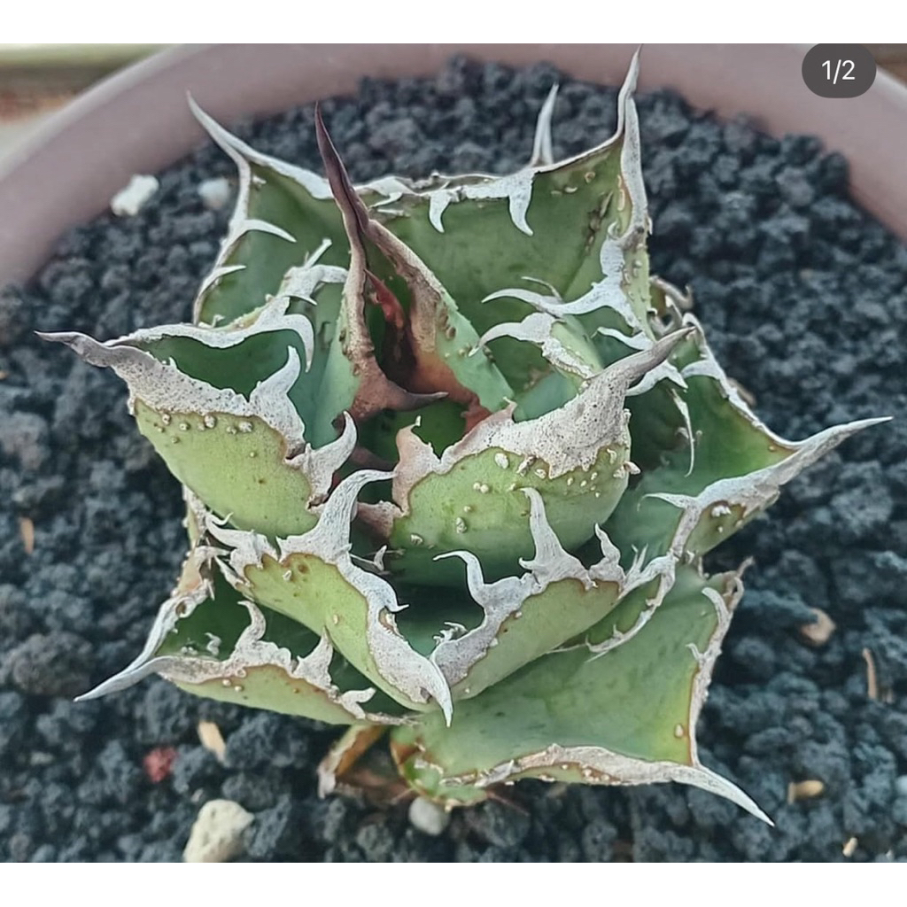 Agave Aligator Snapping Turtle