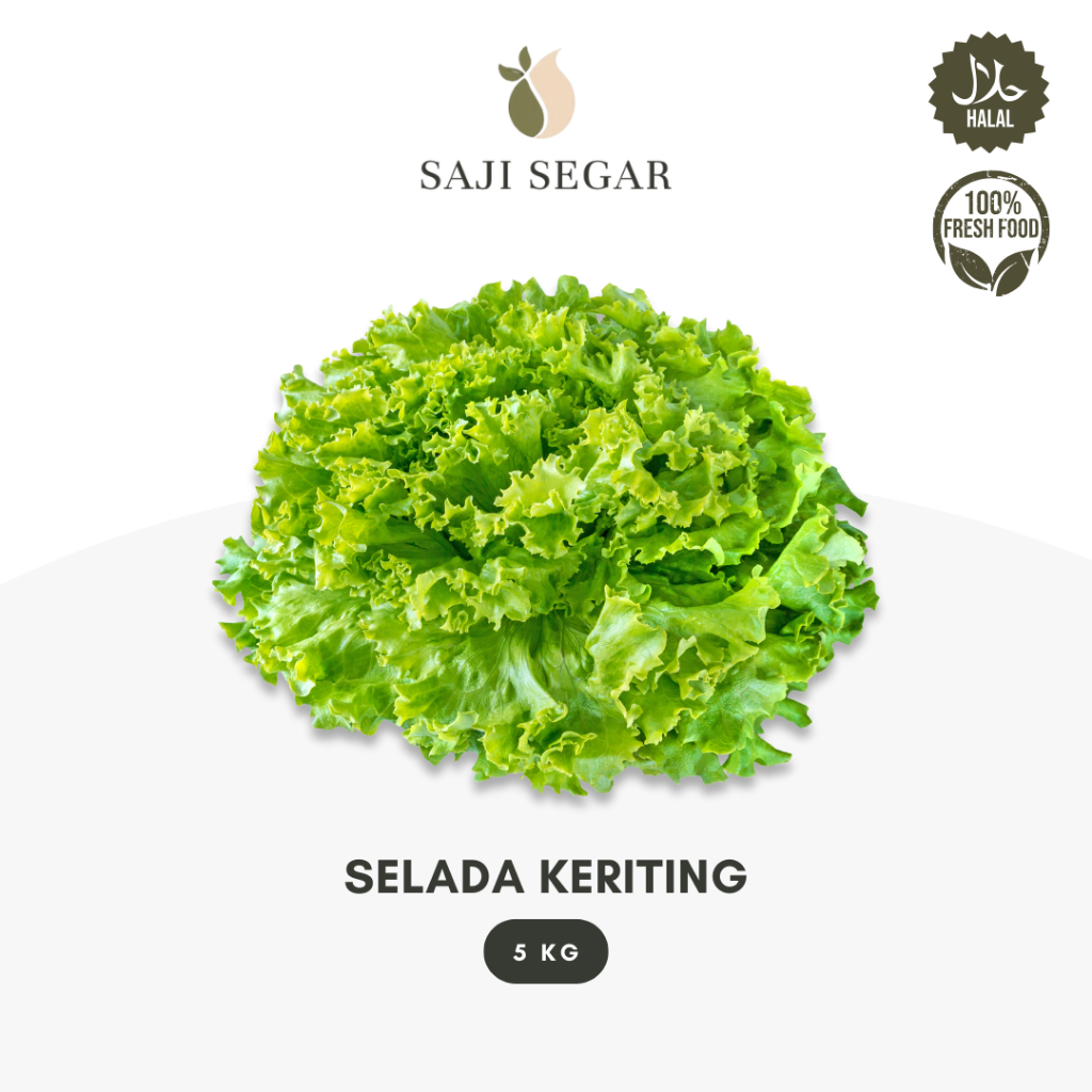 

Saji Segar Selada Keriting Grosir