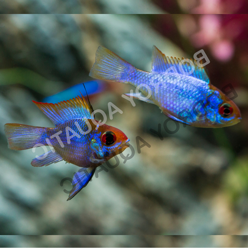 Ikan Hias Ramirezi Blue Electric / Ramirezi Blue Elektrik / Ikan Aquascape / Ikan Hias Air Tawar