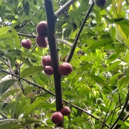 

Buah mahkota dewa 1kg