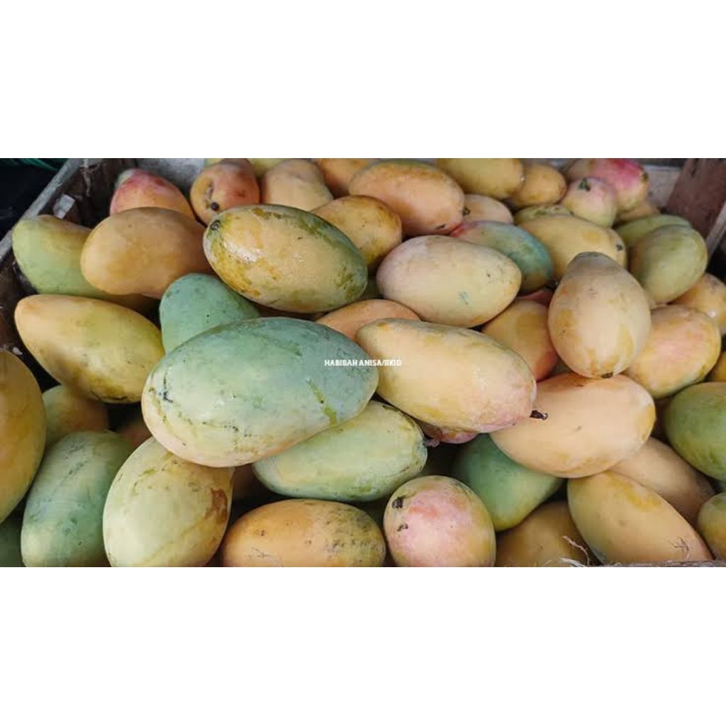 

MANGGA PODANG ASLI INDRAMAYU 1KG