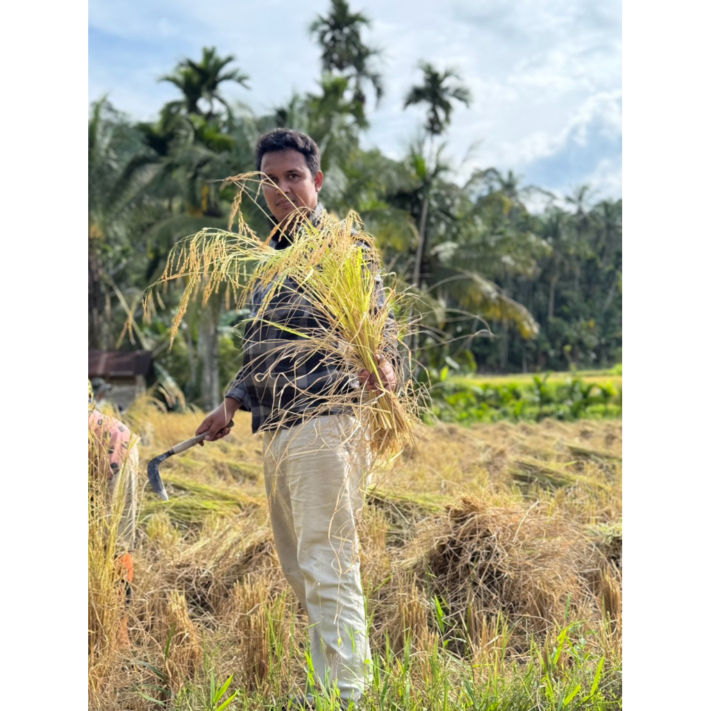 

beras sambutan wangi 10 kg