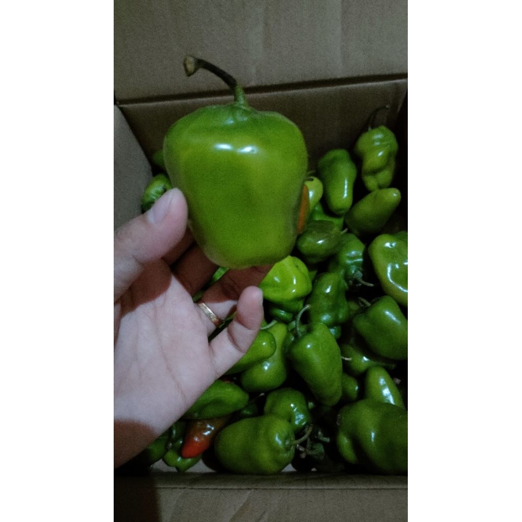 

Cabe gendot segar pedas viral