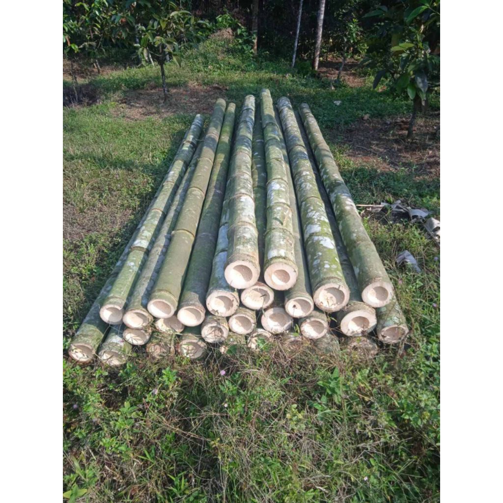 bambu gomong/petung utuh bulat panjang 150cm