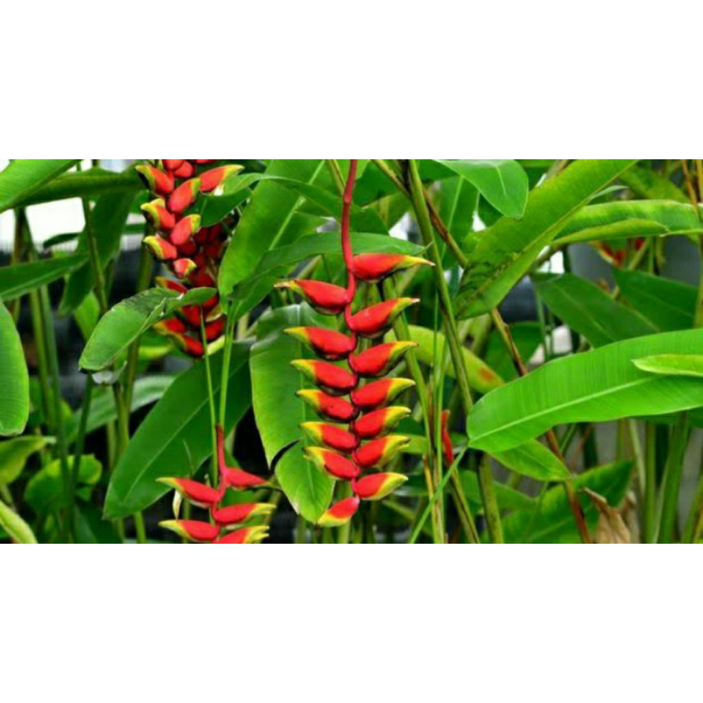 

Tanaman Pisang Pisangan