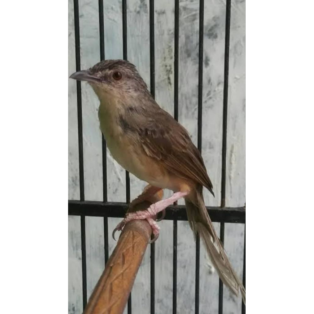 [Instant] Ciblek Gunung Jawa Timur Jantan