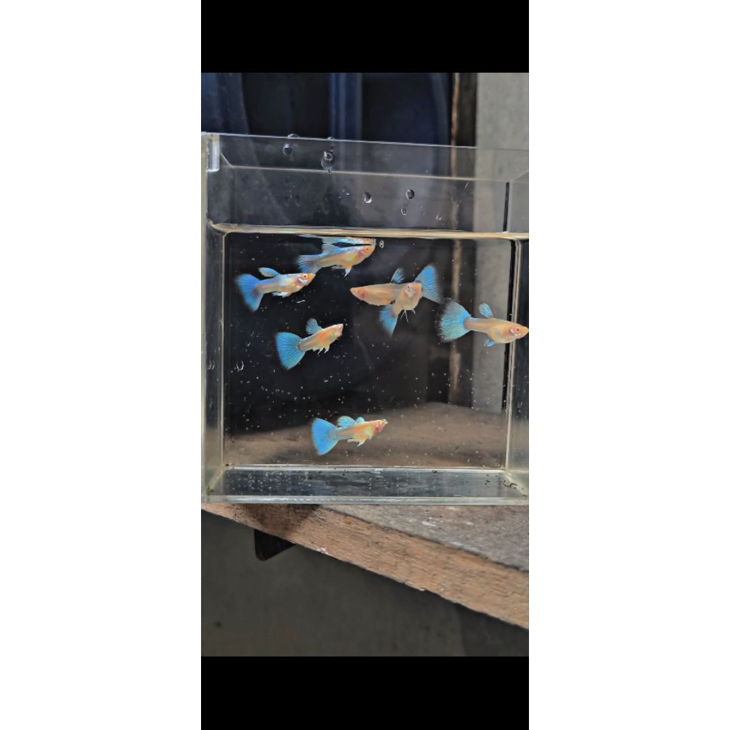 ikan hias guppy albino blue sky