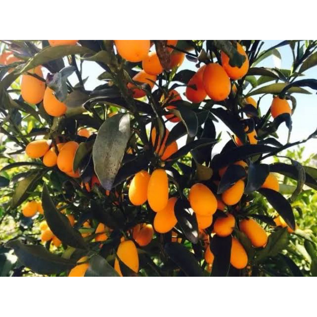 

indukan jeruk nagami kondisi sudah berbuah