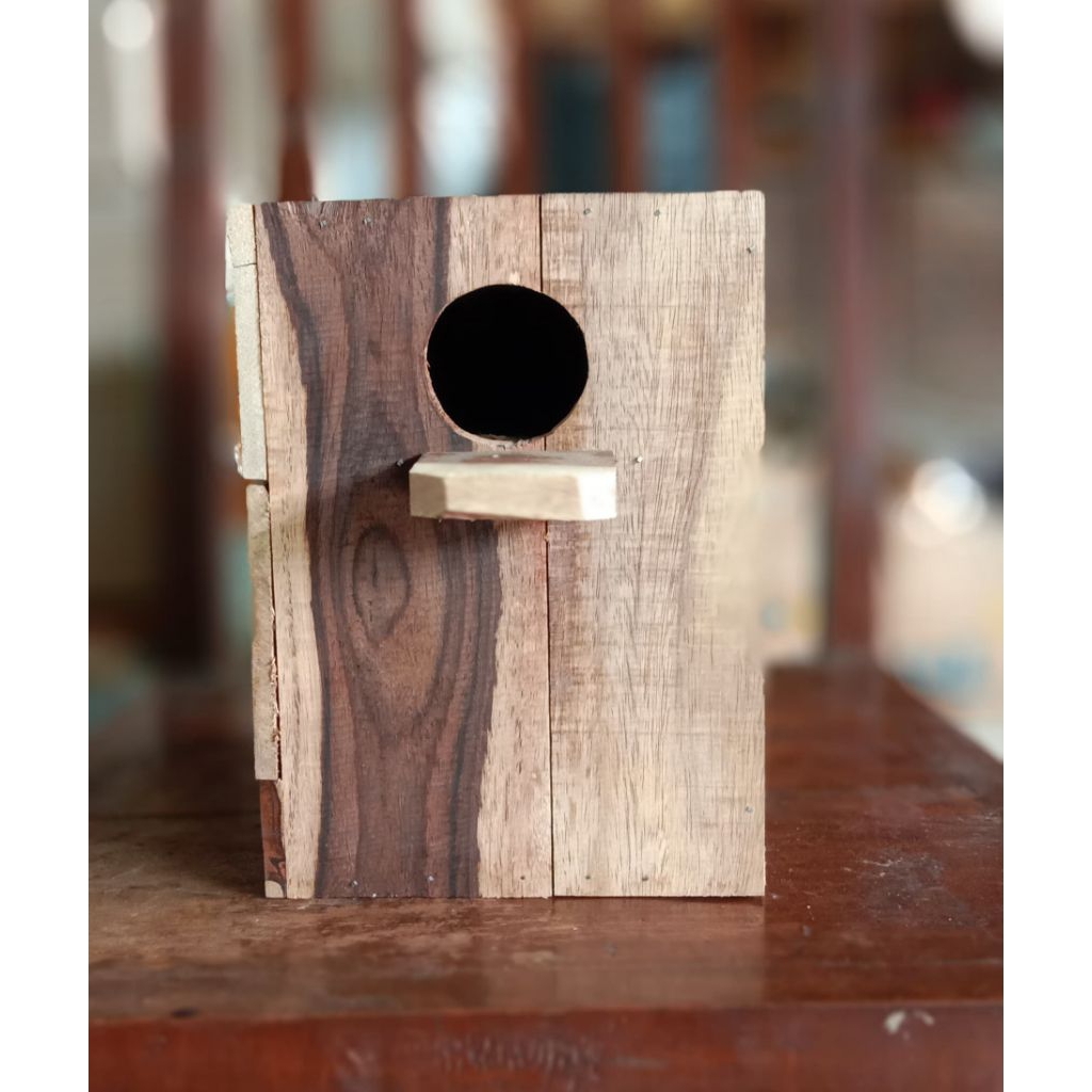 Glodok lovebird tempat bertelur burung pintu samping