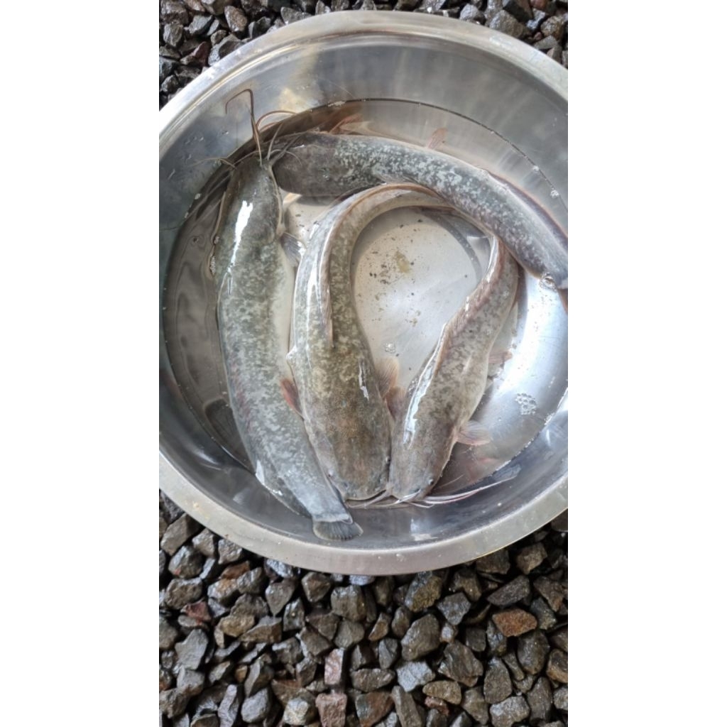 

LELE SEHAT DAN SEGAR 1kg (isi 6-12)