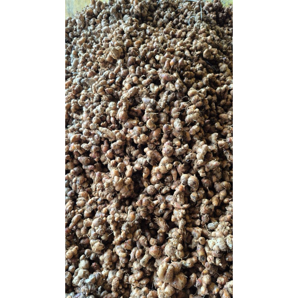 

KENCUR/CIKUR 1KG ORIGINAL 100% BISA COD