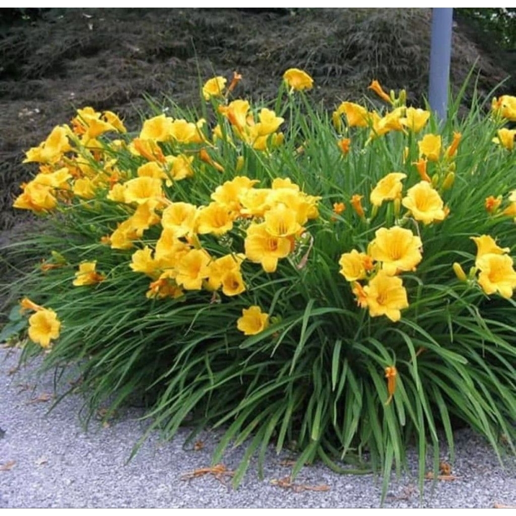 PROMO Tanaman LiLi Day Bunga Kuning - Lili Paris Bunga Kuning