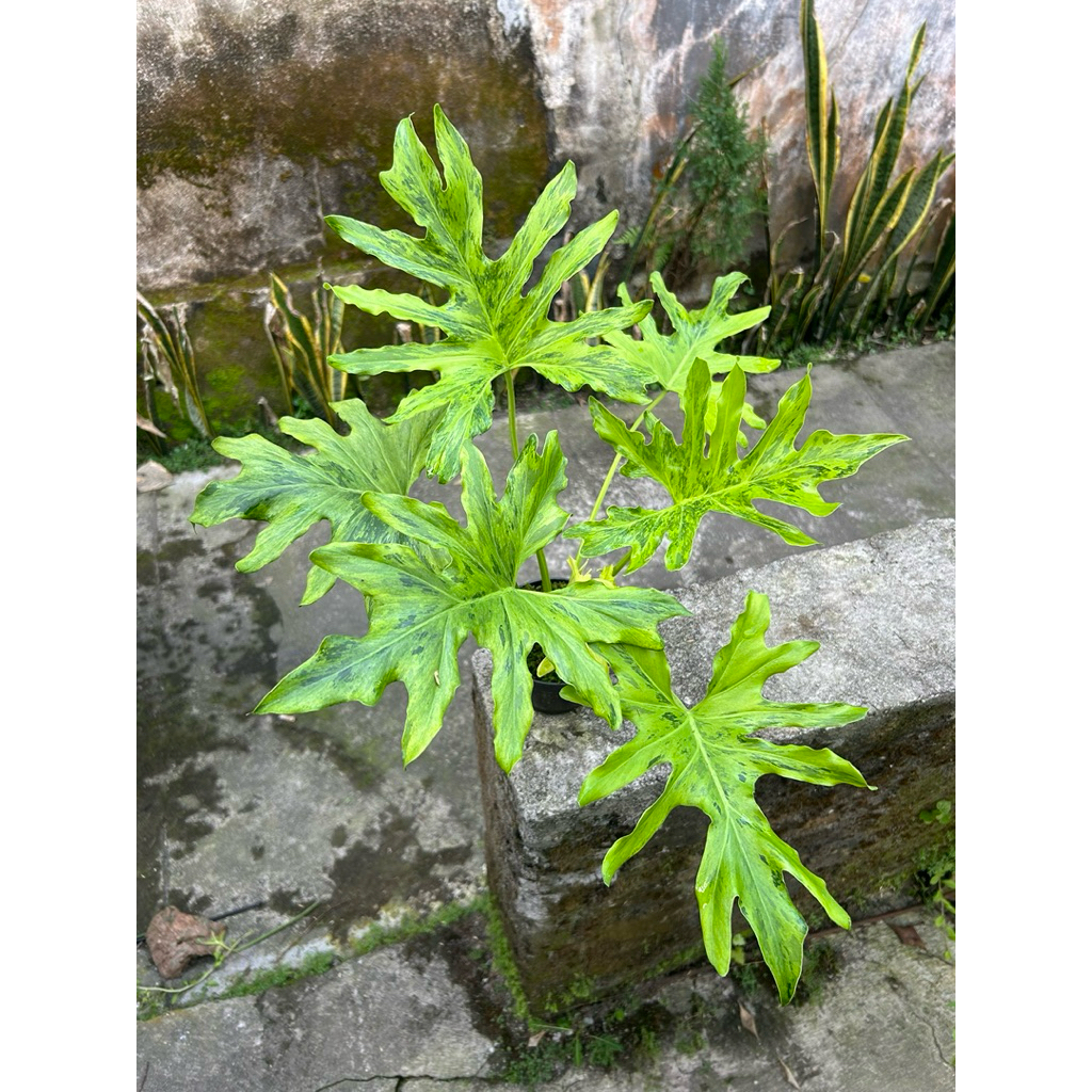 Thaumatophyllum Nogo Geni Varigata