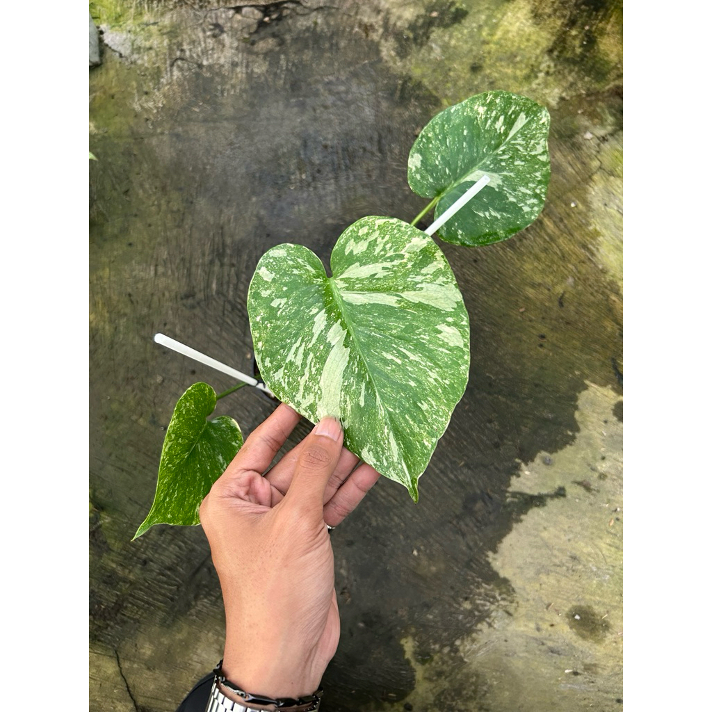 Monstera Deliciosa Milkyway Varigata