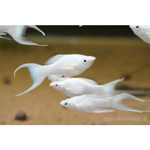 Ikan Hias Molly Platinum Panjang Ekor Cawang / Molly Platinum Cagak / Molly Platinum Cawang / Ikan H