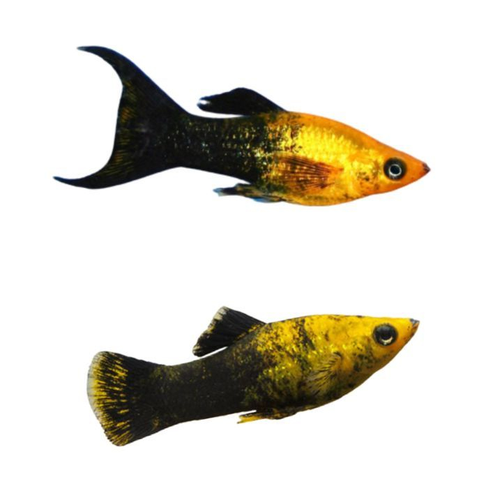 Ikan Hias Platy Golden Black / Molly Golden Black / Ikan Aquascape / Ikan Hias Air Tawar