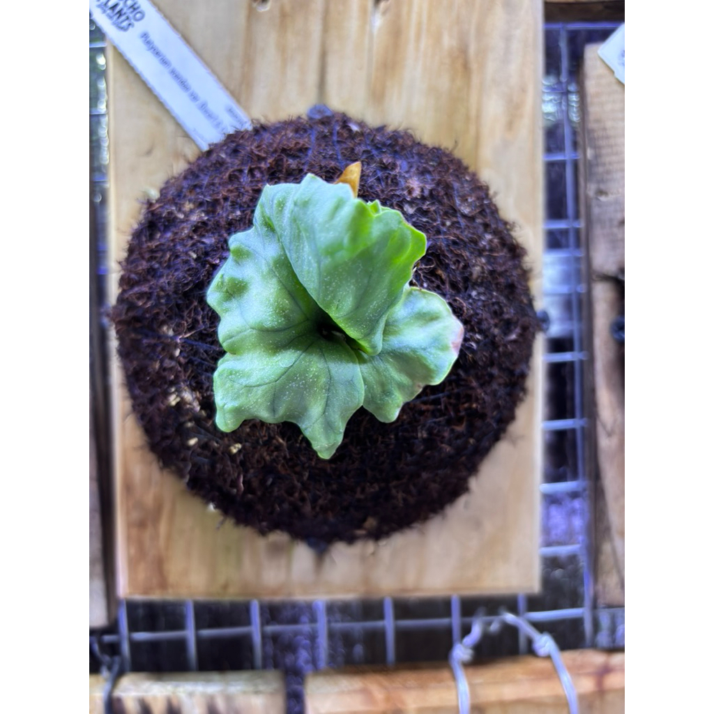 platycerium wandae dwarf&curling