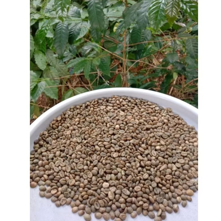 biji kopi robusta / robusta biji mentahan / green Bean / kopi robusta green Bean / kopi ternikmat / 