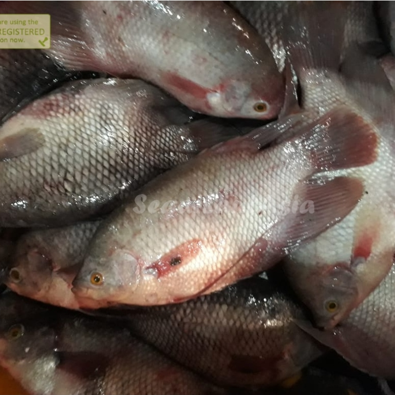 

Ikan Gurame 1Kg Ikan Gurame Segar