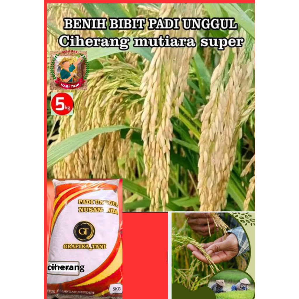 benih padi Ciherang mutiara 5KG