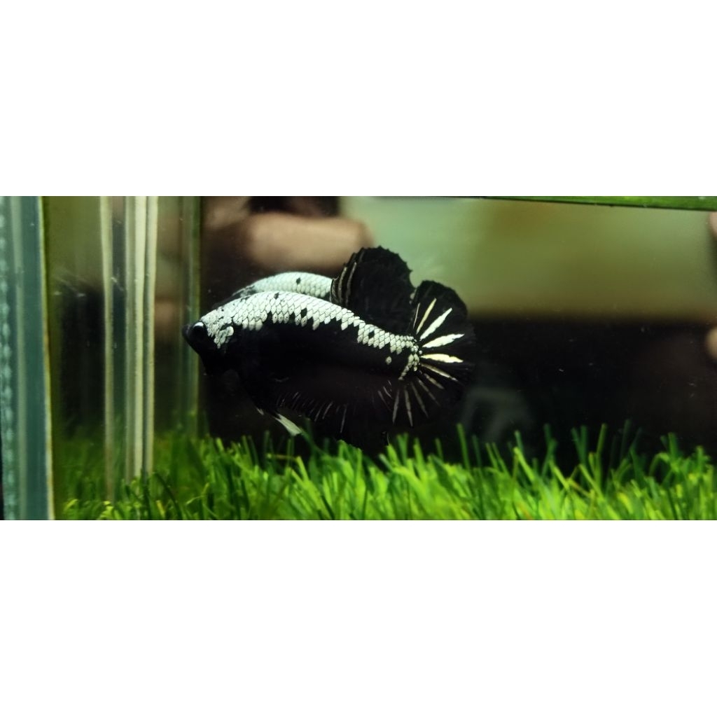 ikan cupang black samurai